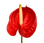 anthurium-red